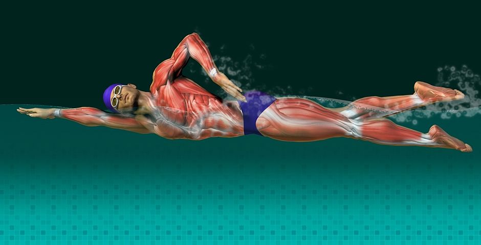 natación y musculación y mas